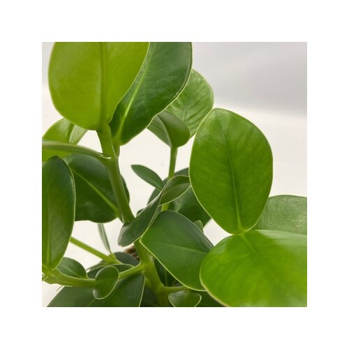 Zimmerpflanze Ctentathe Burle Marxii, Clusia Rosea Princess, Asplenium Crispy Wave, Areca Lutescens, Spathiphyllum 5 St./Pack., Neutralware