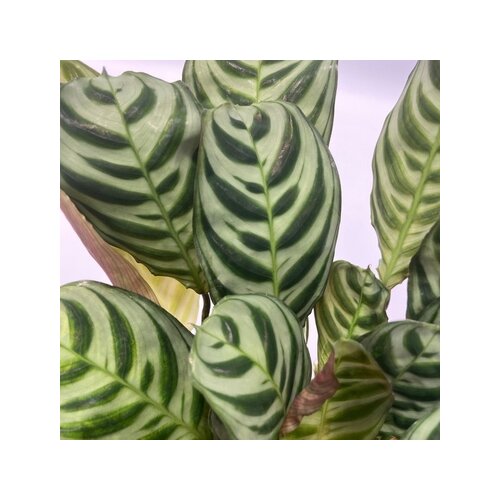 Zimmerpflanze Ctentathe Burle Marxii, Clusia Rosea Princess, Asplenium Crispy Wave, Areca Lutescens, Spathiphyllum 5 St./Pack., Neutralware