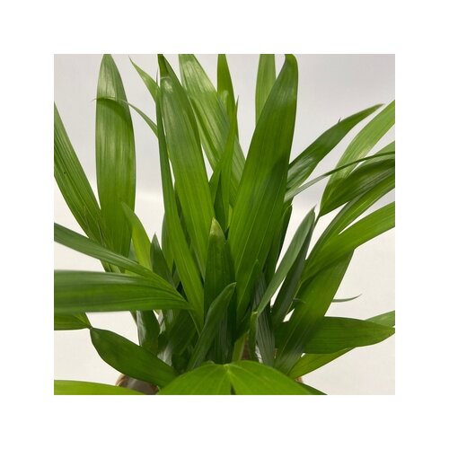 Zimmerpflanze Ctentathe Burle Marxii, Clusia Rosea Princess, Asplenium Crispy Wave, Areca Lutescens, Spathiphyllum 5 St./Pack., Neutralware