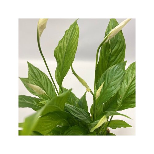 Zimmerpflanze Ctentathe Burle Marxii, Clusia Rosea Princess, Asplenium Crispy Wave, Areca Lutescens, Spathiphyllum 5 St./Pack., Neutralware