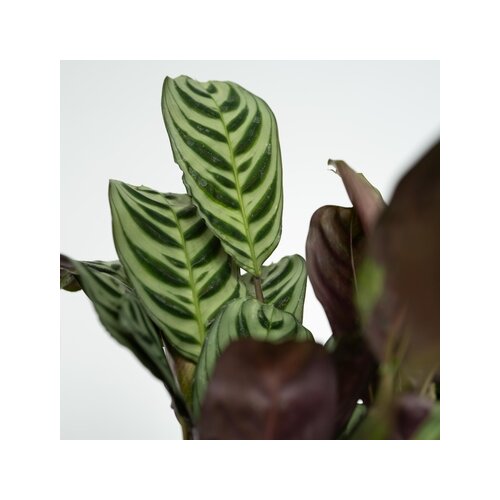 Zimmerpflanze Sanseviera trifasciata, Chamaedorea elegans, Ctenanthe Burle-Marxii, Clusia rosea 4 St./Pack., Neutralware