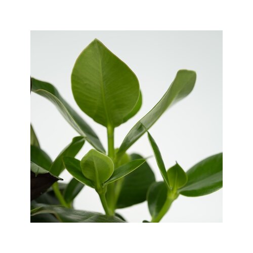 Zimmerpflanze Sanseviera trifasciata, Chamaedorea elegans, Ctenanthe Burle-Marxii, Clusia rosea 4 St./Pack., Neutralware