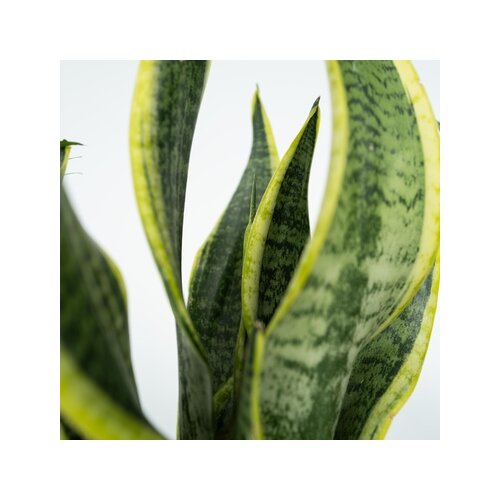 Zimmerpflanze Sanseviera trifasciata, Chamaedorea elegans, Ctenanthe Burle-Marxii, Clusia rosea 4 St./Pack., Neutralware