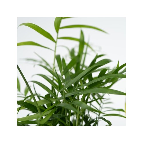 Zimmerpflanze Sanseviera trifasciata, Chamaedorea elegans, Ctenanthe Burle-Marxii, Clusia rosea 4 St./Pack., Neutralware