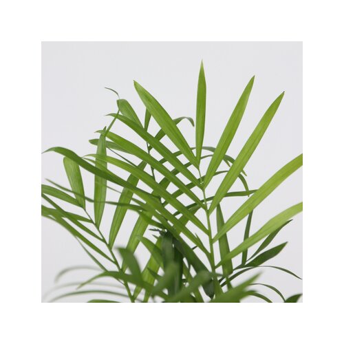 Zimmerpflanze Dypsis lutescens, Chamaedorea elegans, Coffea, Musa Orientalischer Zwerg 4 St./Pack., Neutralware