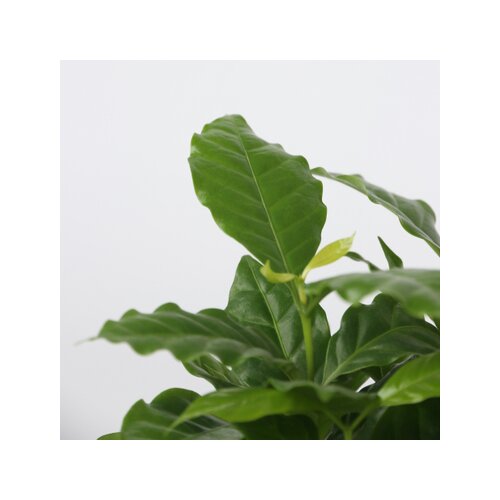 Zimmerpflanze Dypsis lutescens, Chamaedorea elegans, Coffea, Musa Orientalischer Zwerg 4 St./Pack., Neutralware