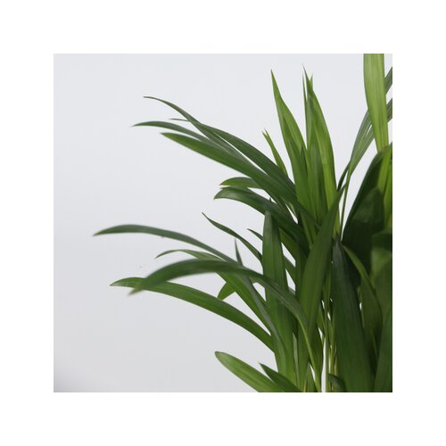 Zimmerpflanze Dypsis lutescens, Chamaedorea elegans, Coffea, Musa Orientalischer Zwerg 4 St./Pack., Neutralware