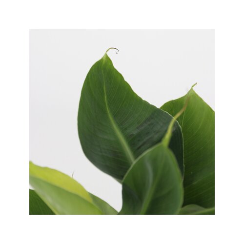 Zimmerpflanze Dypsis lutescens, Chamaedorea elegans, Coffea, Musa Orientalischer Zwerg 4 St./Pack., Neutralware