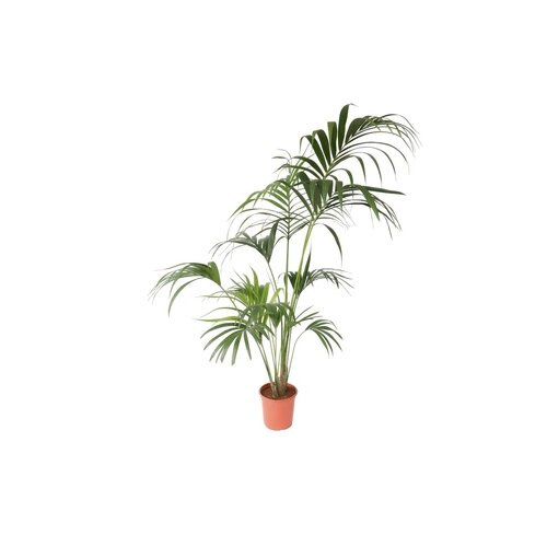Zimmerpflanze XXL Kentia Indoorpalm Howea Forsteriana