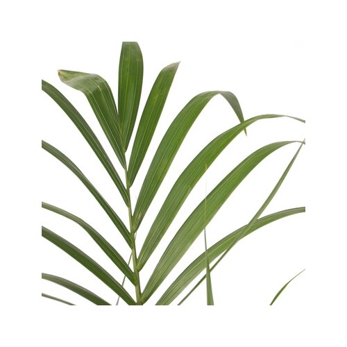 Zimmerpflanze XXL Kentia Indoorpalm Howea Forsteriana, Neutralware