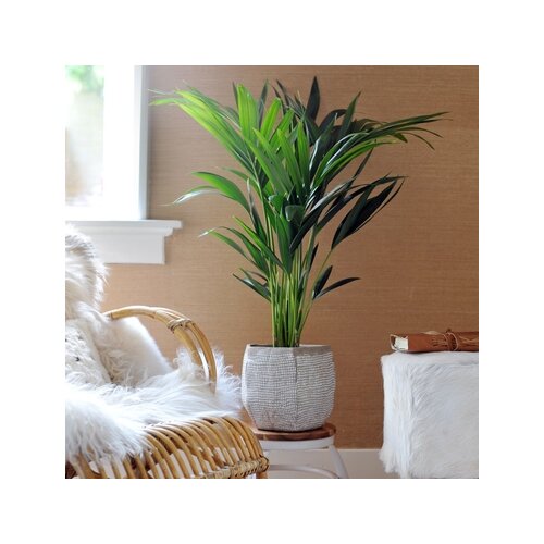 Zimmerpflanze XXL Kentia Indoorpalm Howea Forsteriana, Neutralware