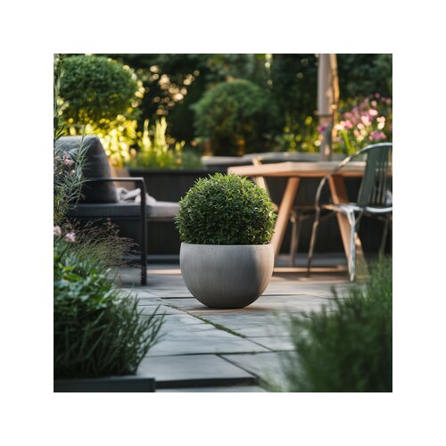 Pflanze Ilex crenata Japanische Stechpalme Kugelform, Neutralware