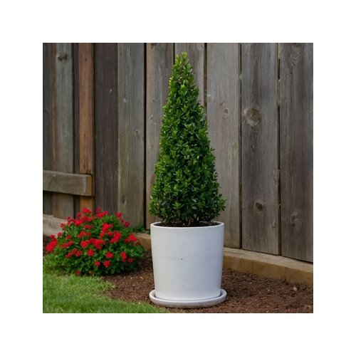 Pflanze Ilex crenata Japanische Stechpalme Pyramidenform, Neutralware