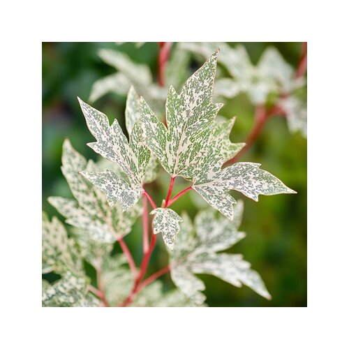 Pflanze Japanischer Ahorn Acer Ukigumo, Neutralware