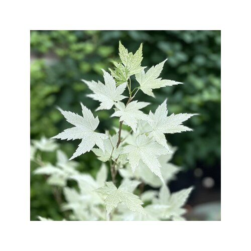 Pflanze Japanischer Ahorn Acer Ukigumo, Neutralware