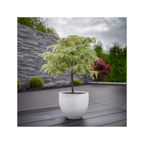 Pflanze Japanischer Ahorn Acer Ukigumo, Neutralware