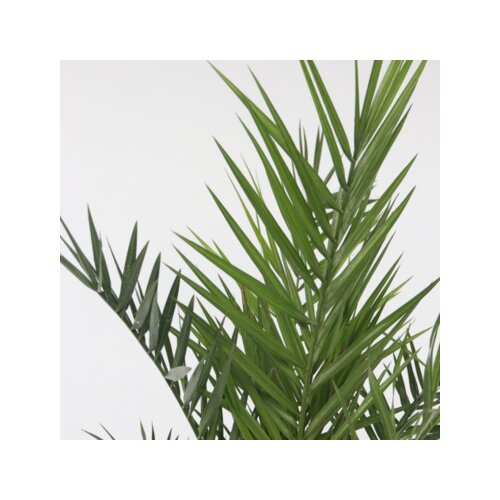 Pflanze XL Kanarische Dattelpalme Phoenix canariensis, Neutralware