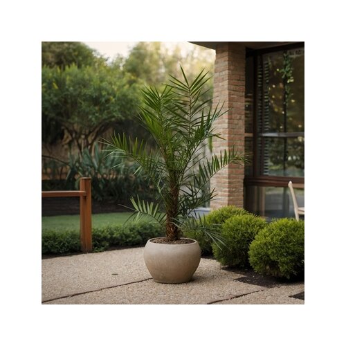 Pflanze XL Kanarische Dattelpalme Phoenix canariensis, Neutralware