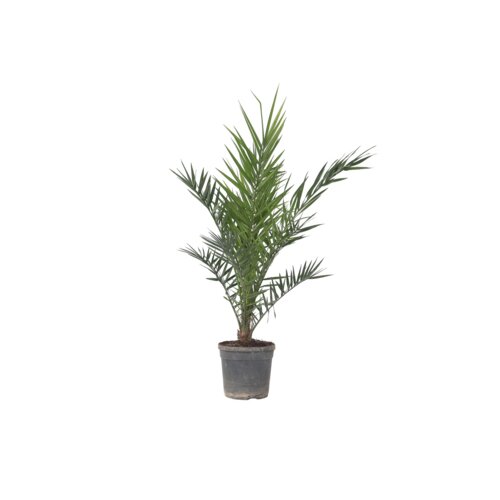 Pflanze XL Kanarische Dattelpalme Phoenix canariensis