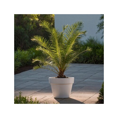 Pflanze Kanarische Dattelpalme Phoenix canariensis, Neutralware