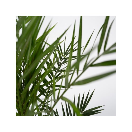 Pflanze XL Kanarische Dattelpalme Phoenix canariensis, Neutralware
