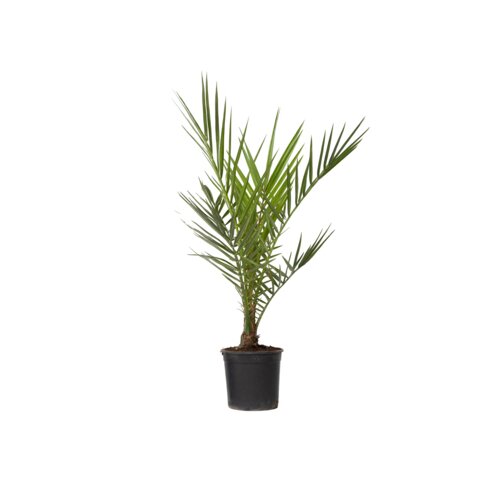 Pflanze Kanarische Dattelpalme Phoenix canariensis