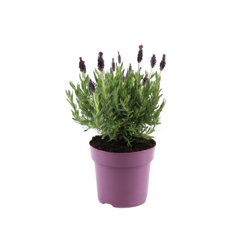 Pflanze Lavendelstrauch