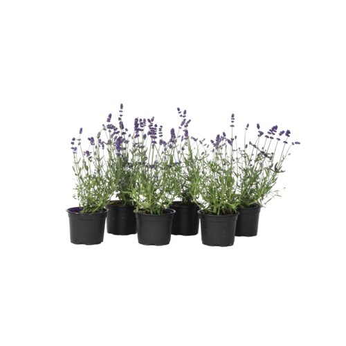 Pflanze Lavendelstrauch 6 St./Pack.