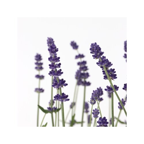 Pflanze Lavendelstrauch 6 St./Pack., Neutralware