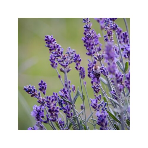 Pflanze Lavendelstrauch 6 St./Pack., Neutralware