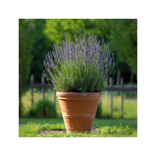 Pflanze Lavendelstrauch 6 St./Pack., Neutralware