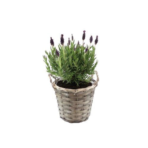 Pflanze Lavendelstrauch