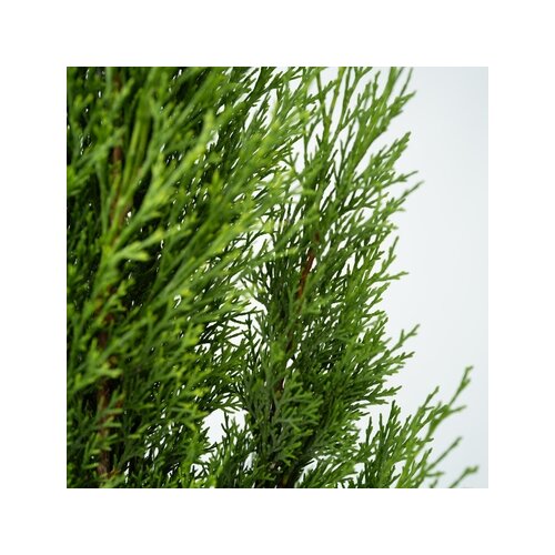 Pflanze Mittelmeer-Zypresse Toskanischer Halbmond, Neutralware