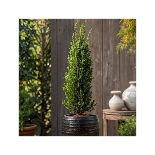 Pflanze Mittelmeer-Zypresse Toskanischer Halbmond, Neutralware