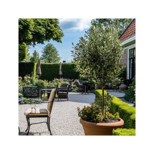 Pflanze Olivenbaum Olea Europaea, Neutralware