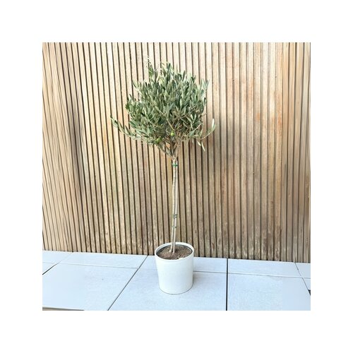 Pflanze XL Olivenbaum Olea Europaea, Neutralware