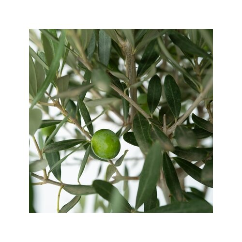 Pflanze XL Olivenbaum Olea Europaea, Neutralware