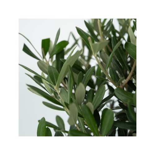 Pflanze XL Olivenbaum Olea Europaea, Neutralware