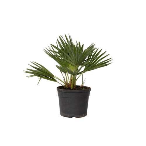 Pflanze Chamaerops Vulcano Palme