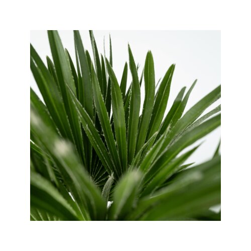 Pflanze Chamaerops Vulcano Palme, Neutralware