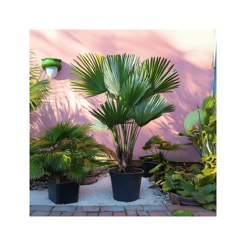 Pflanze Chamaerops Vulcano Palme, Neutralware