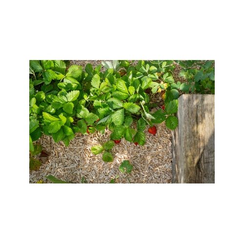 Floragard Mulch