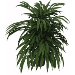Neutralware 820110100 Kunstpflanze Ficus 360Blatt 800mm