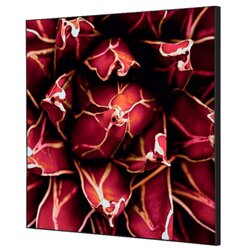 Showdown® Displays TFR22W400-I821 Wanddekoration Set 40x40 Kaktus rt
