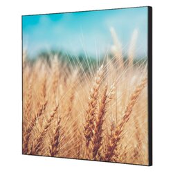 Showdown® Displays TFR22W400-I814 Wanddekoration Set 40x40 Getreidefeld