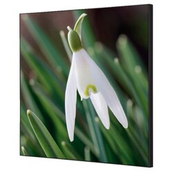 Showdown® Displays TFR22W400-I24 Wanddekoration Set 40x40 Blume Schneeglöckchen