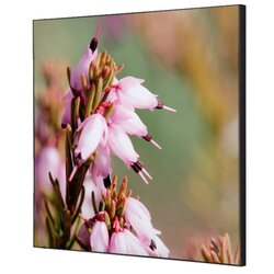 Showdown® Displays TFR22W400-I5 Wanddekoration Set 40x40 Pinke Blume Erica