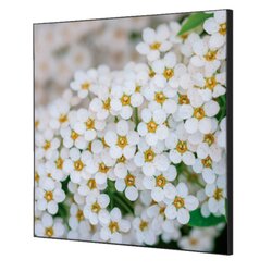 Showdown® Displays TFR22W400-I3 Wanddekoration Set 40x40 Weiße Blume Spirea