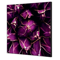 Showdown® Displays TFR22W400-I822 Wanddekoration Set 40x40 Kaktus vi