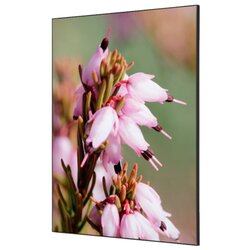 Showdown® Displays TFR22WA1-I5 Wanddekoration Set A1 Kirschblüte be